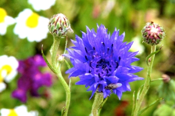 Blue wildflower. Name anyone?