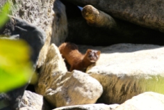 Stoat/weasel thing playing at the water's edge in between rocks.